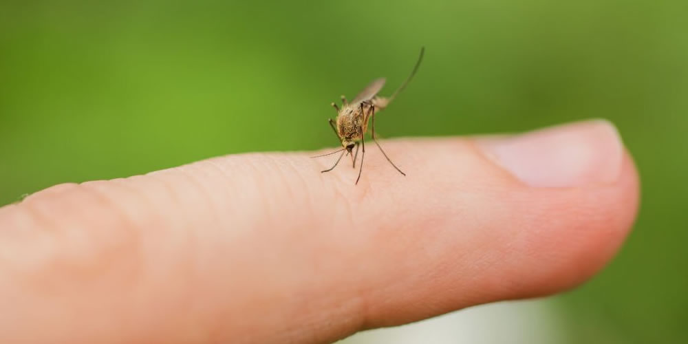 Top 10 Natural Pest Control Tips