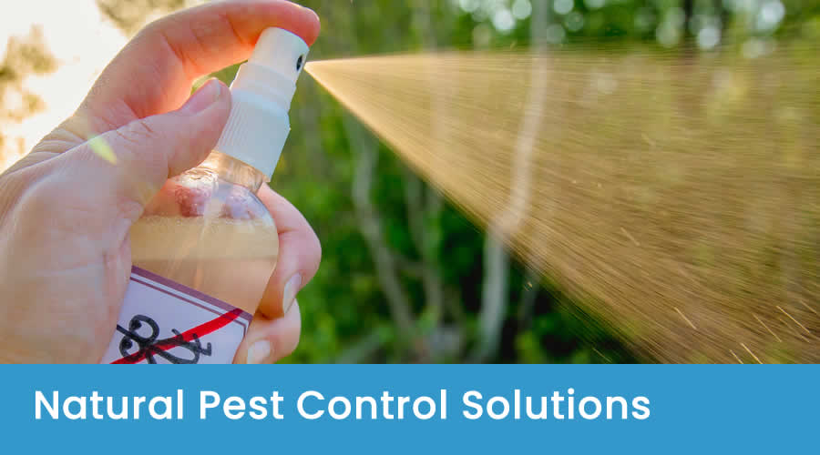 Environmentally Friendly Pest Control Solutions Environmentally Friendly Pest Control Guide