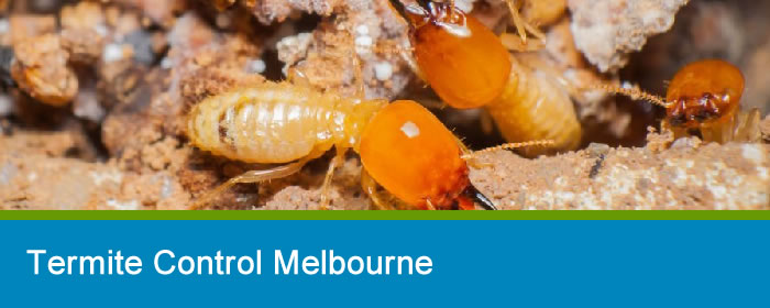 Termite Control Melbourne