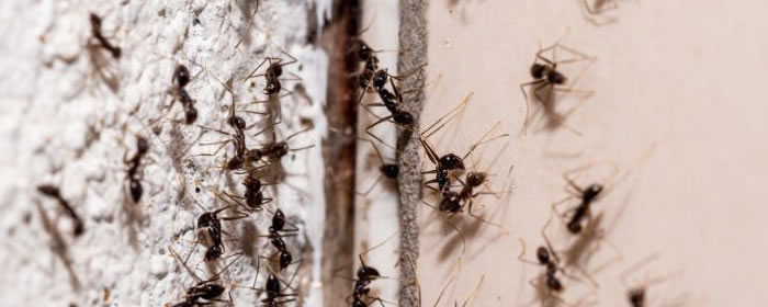 Ant Control Service Locations