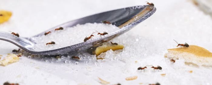 Ant Control Services