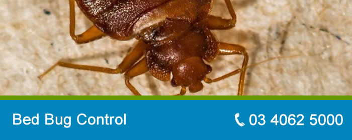 Bed Bugs Control Melbourne