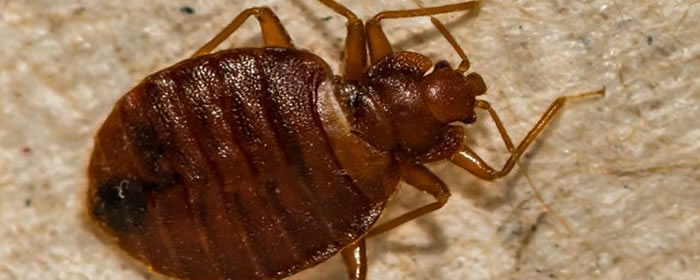 Bed Bug Treatment Quotes