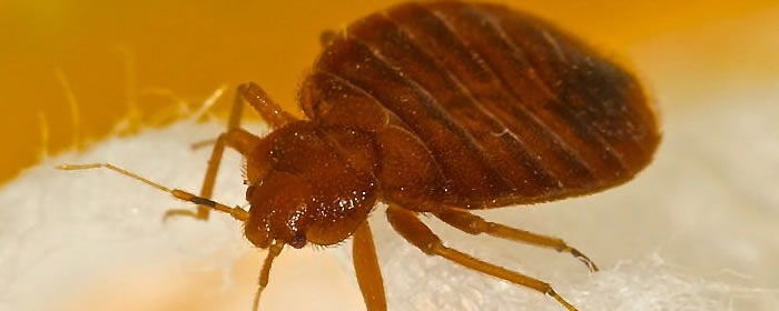 Bed Bug Treatments