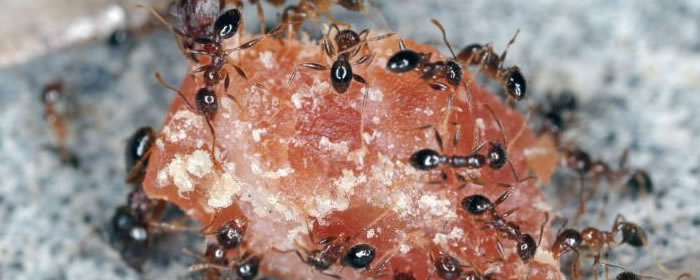 Contact Ant Control Experts