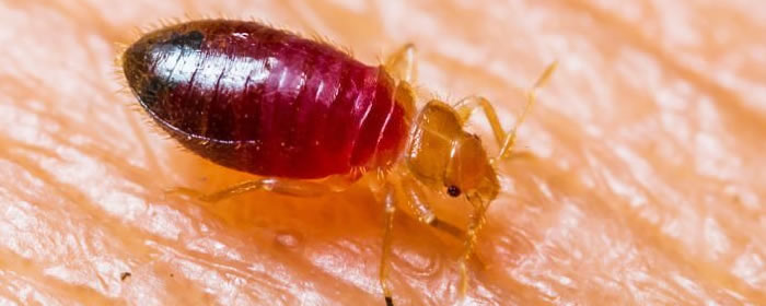 Contact Bed Bug Treatment