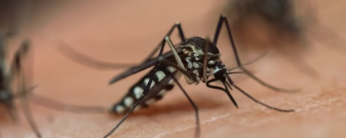 Mosquito Control Quotes