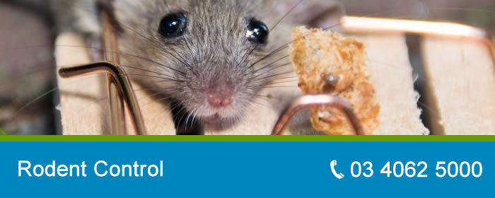 Rodent Control Melbourne