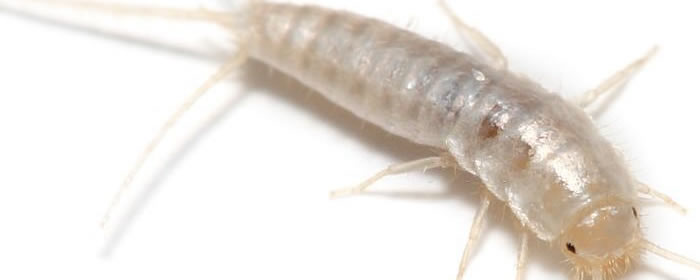 Silverfish Control Prices