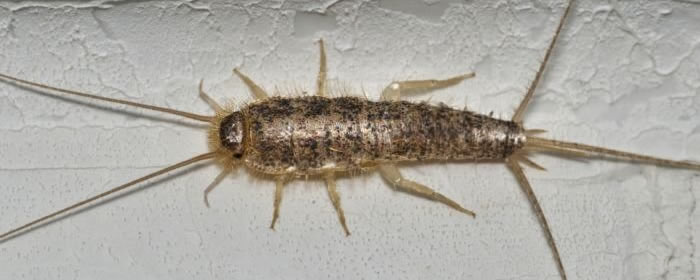 Silverfish Control Quotes