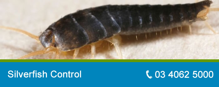 Silverfish Control Melbourne