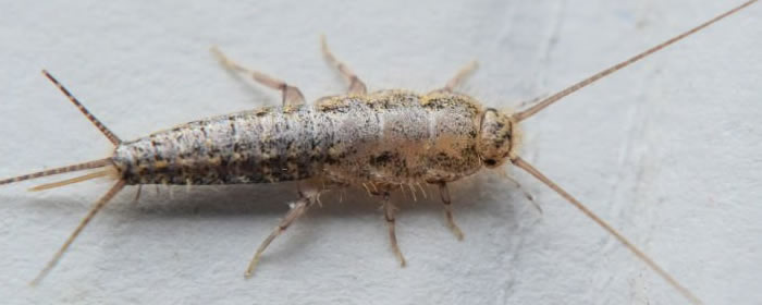 Silverfish Treatment