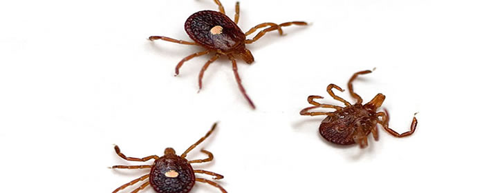 Tick Control Treatment