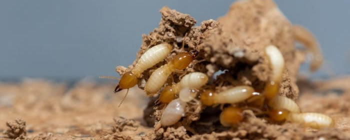 White Ant Control Quotes