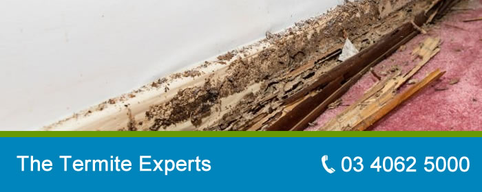 Termite Treatment Melbourne Termite Treatment Melbourne